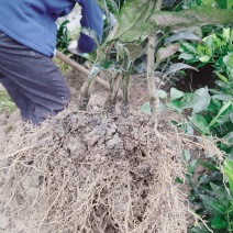 纽荷尔脐橙苗苗场知供