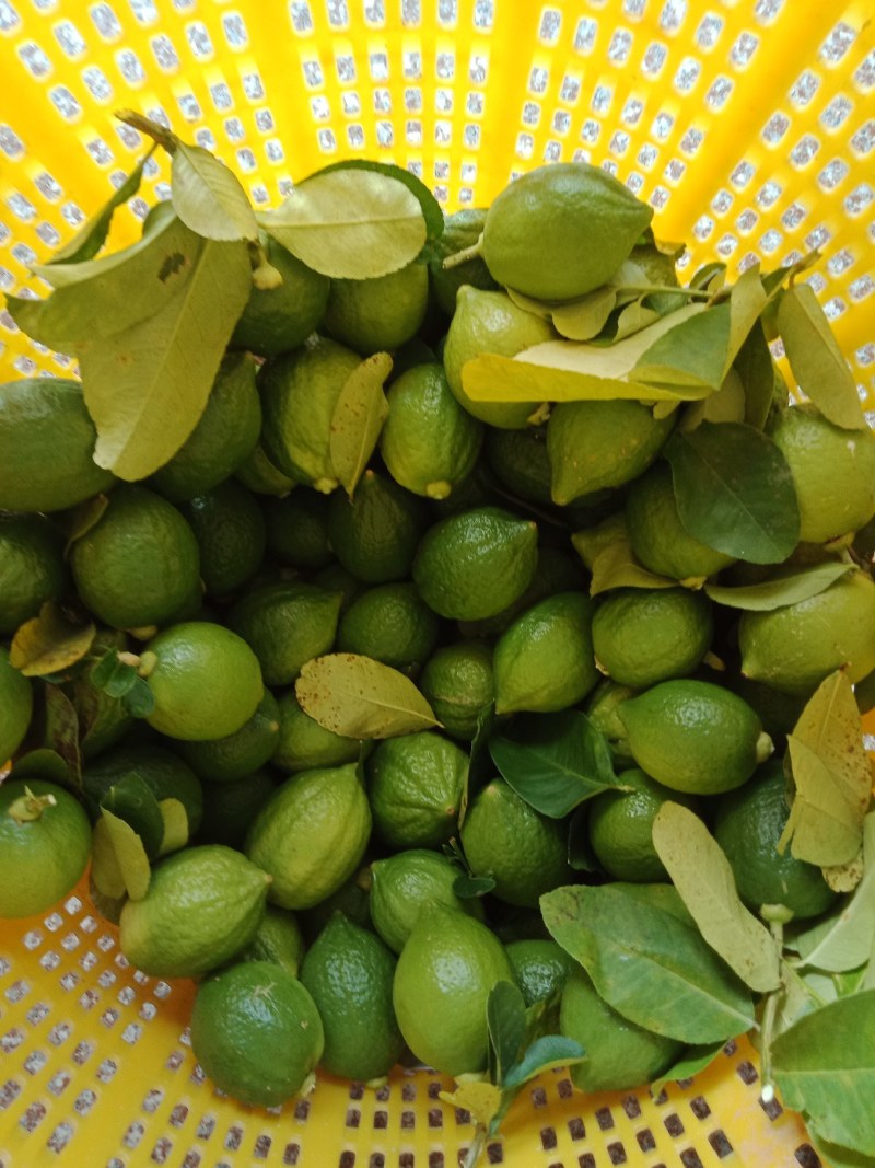 柠檬柠檬柠檬柠檬柠檬