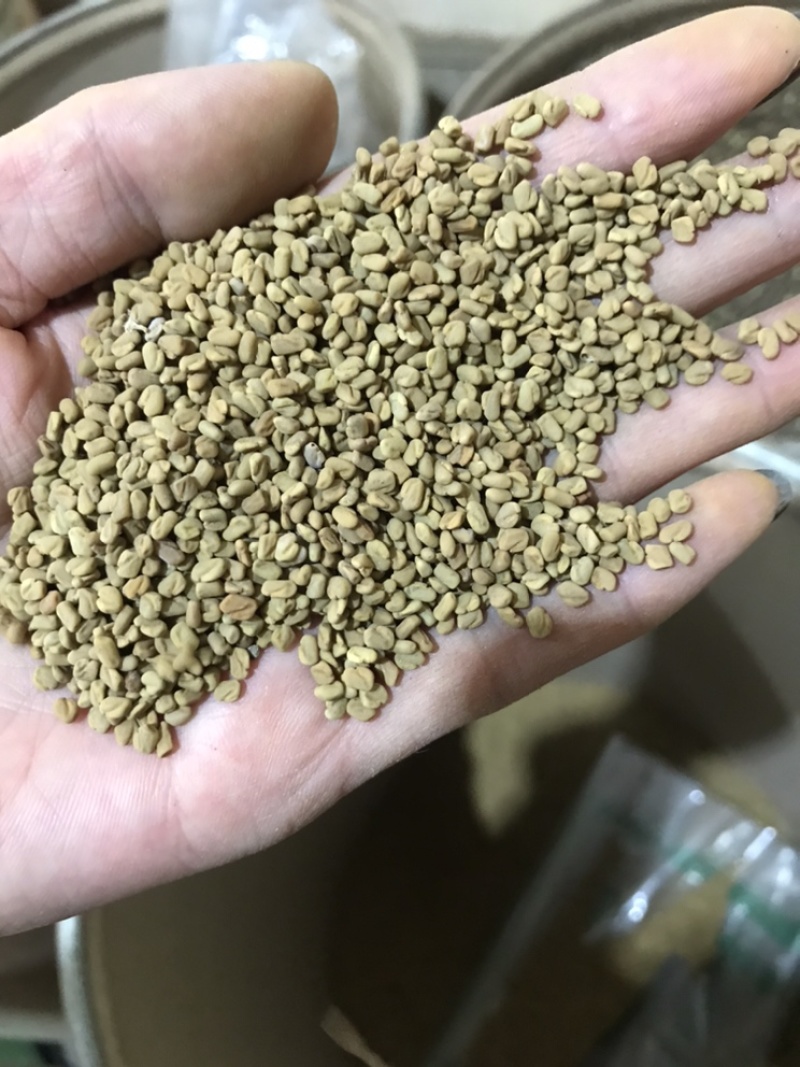 葫芦巴子葫芦巴芦巴子保庆药业批发葫芦巴籽非种植