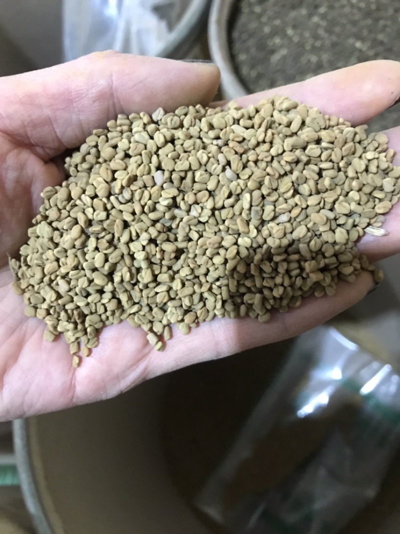 葫芦巴子葫芦巴芦巴子保庆药业批发葫芦巴籽非种植