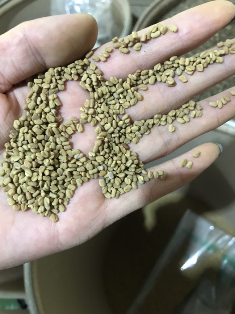 葫芦巴子葫芦巴芦巴子保庆药业批发葫芦巴籽非种植