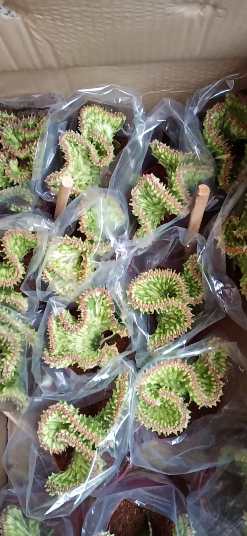玉麒麟五指山彩麒麟掌多肉植物客厅绿植龙骨