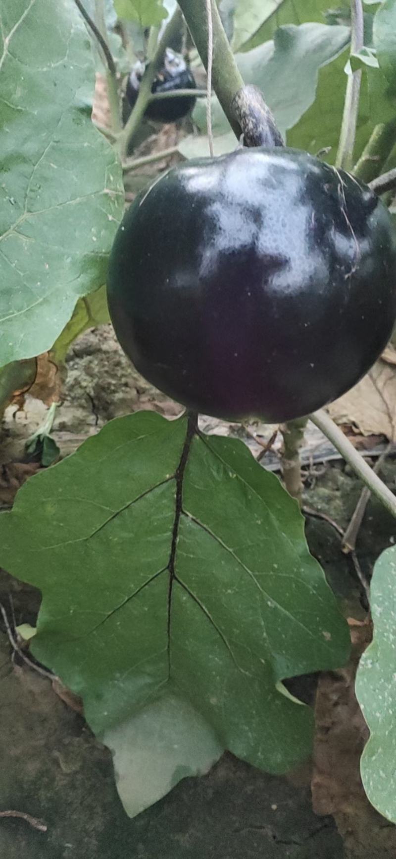 圆茄紫光圆茄嫁接圆茄茄子大棚圆茄大量现货