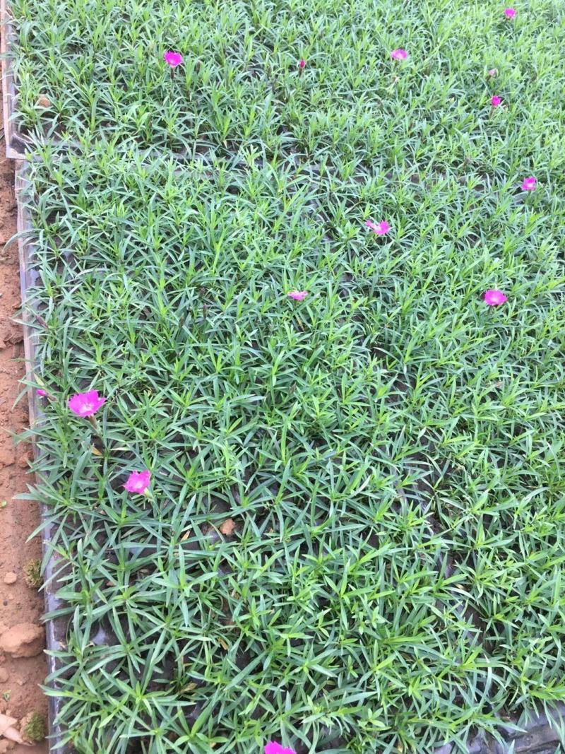 欧石竹，杯苗，穴盘苗，双色盆苗…佛甲草，水生鸢尾，黄菖蒲