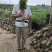 小叶榕福建漳州小叶榕绿化庭院设计基地直供大小规格袋苗