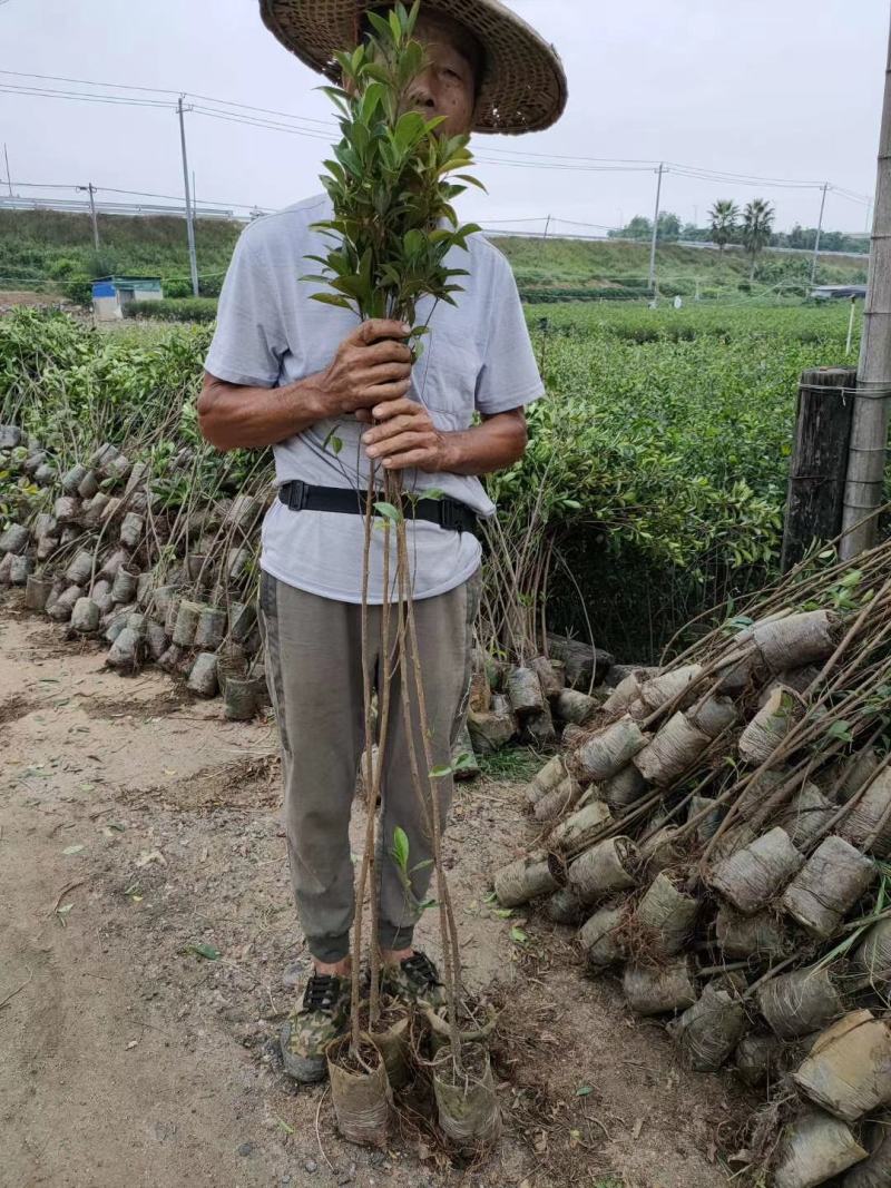 小叶榕福建漳州小叶榕绿化庭院设计基地直供大小规格袋苗