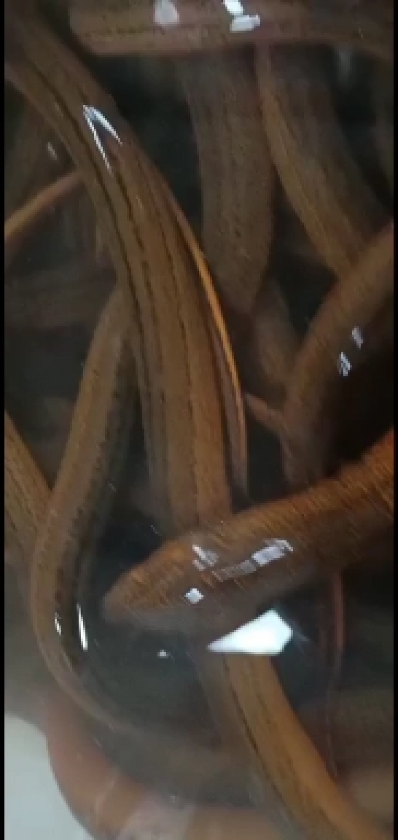 水产养殖黄鳝泥鳅甲鱼
