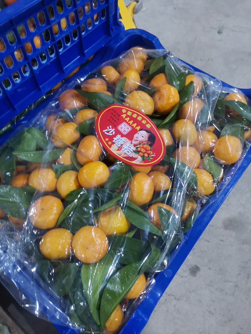 八月桔，早沙糖桔，大量上市，口感甜，颜色靓，果肉化渣！
