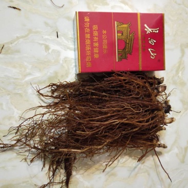 升麻苗，苦老芽山地没肥少水的苗