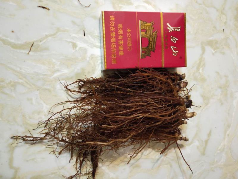 升麻苗，苦老芽山地没肥少水的苗