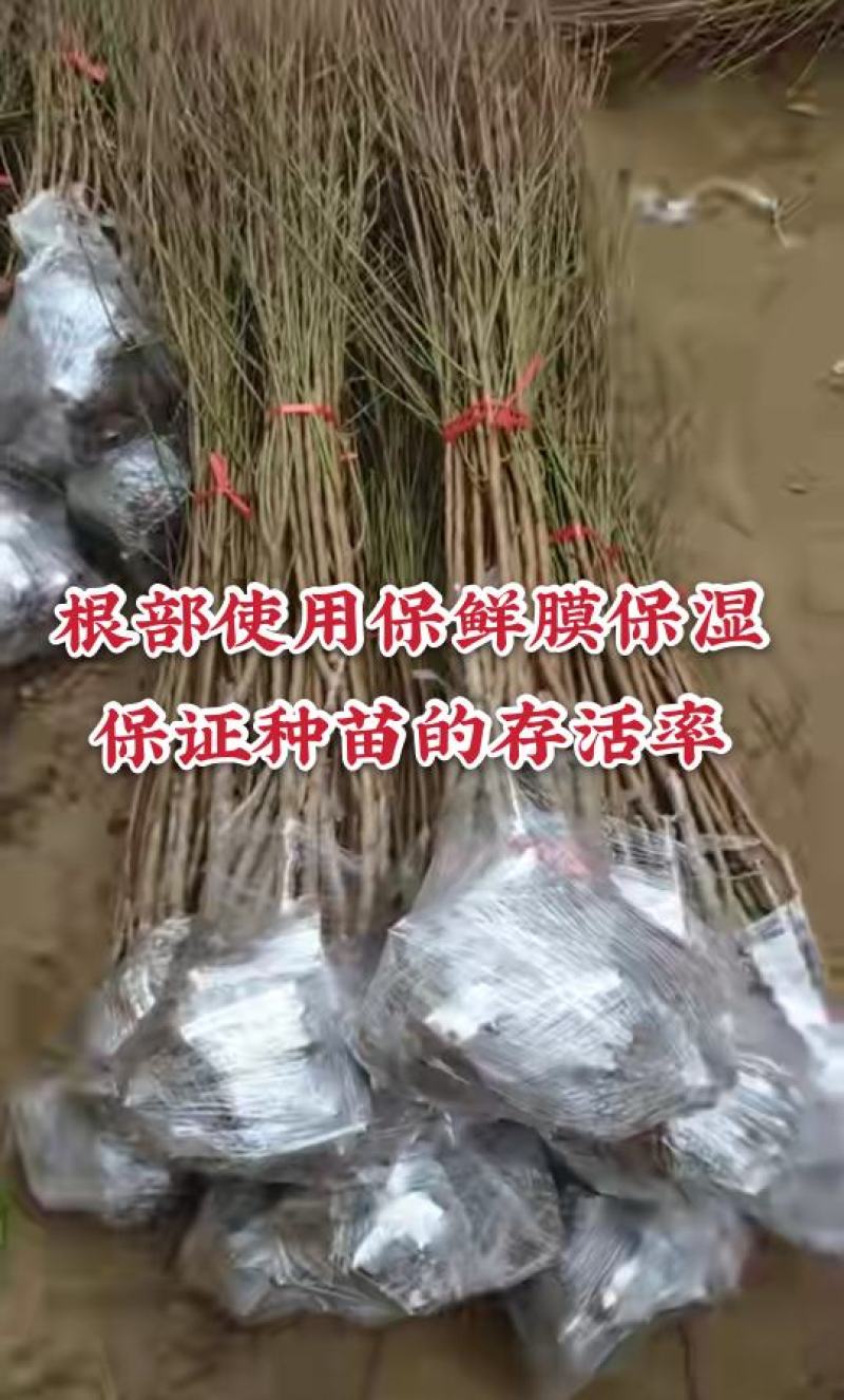 【爆款】无核黄桃苗自然无核当年挂果包邮发货