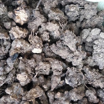 伏牛野生苍术无杂质苍术精选苍术干货无硫苍术干货中药材