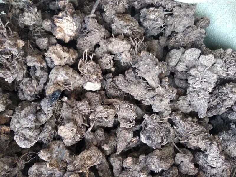 伏牛野生苍术无杂质苍术精选苍术干货无硫苍术干货中药材