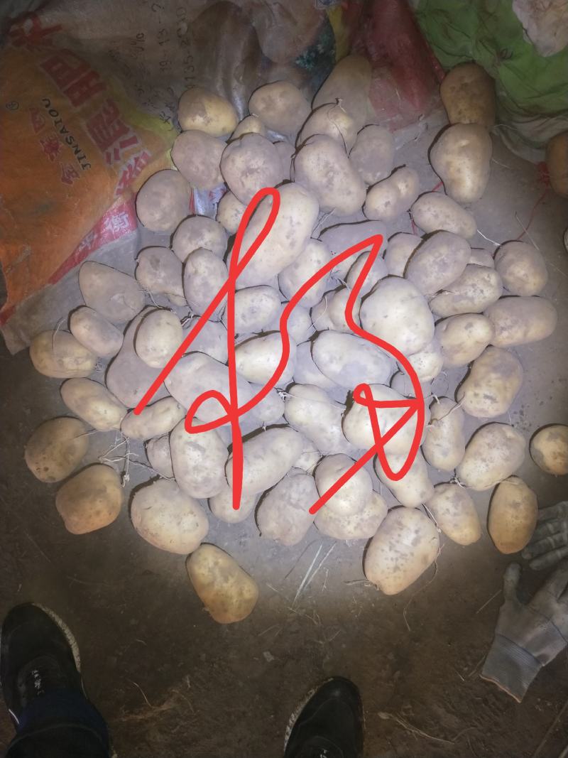 白皮白心226薯型好。