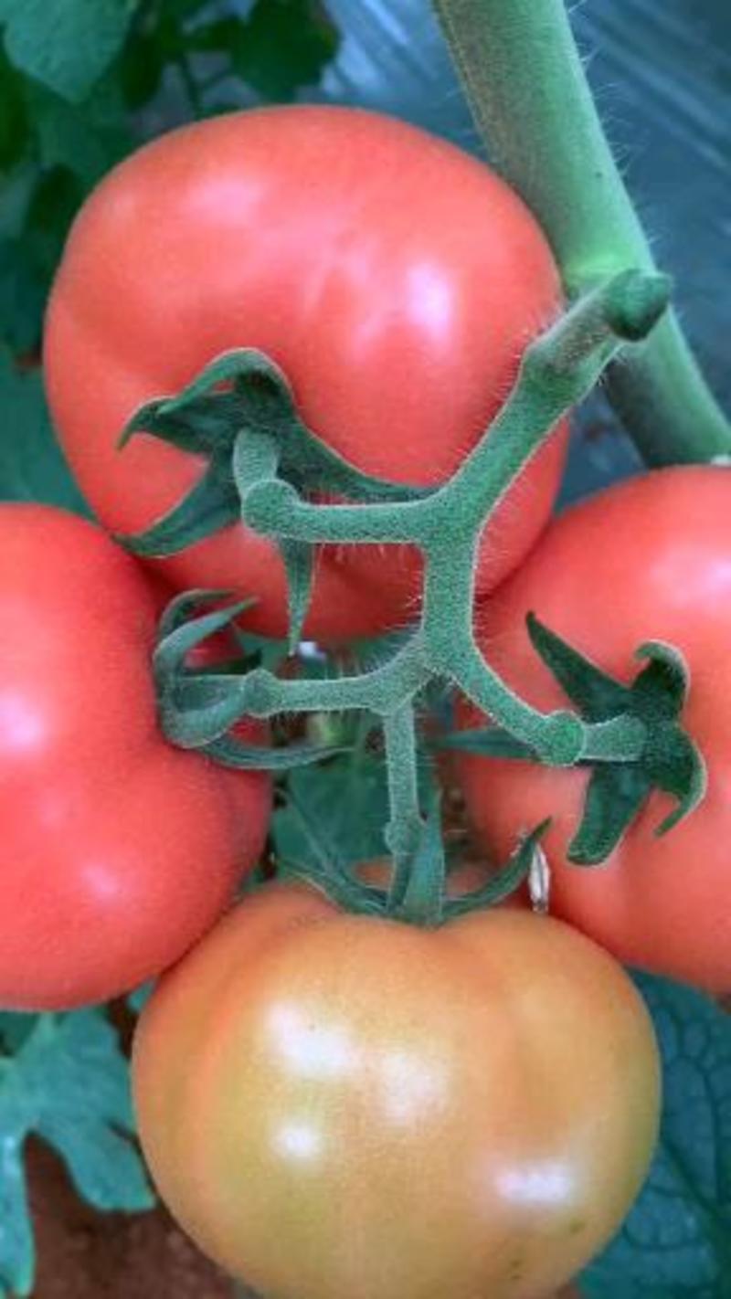 西红柿产自攀枝花市米易县的，欢迎各地客户采购