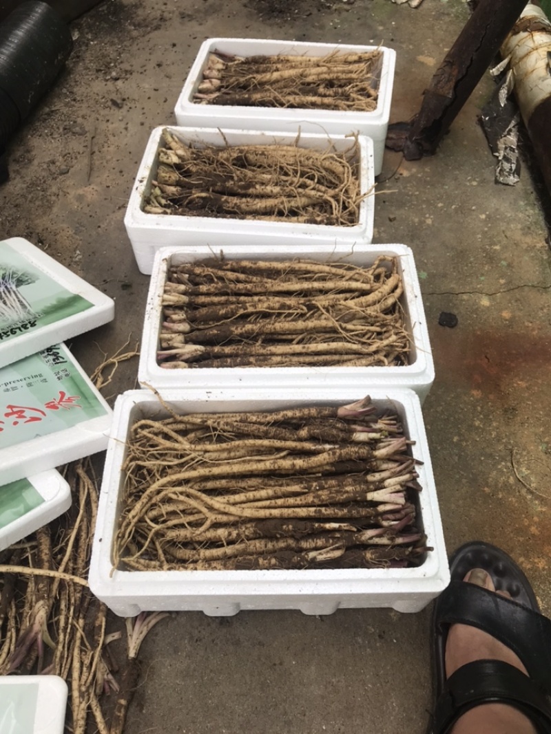北沙参（食药两补的原产地珍宝）莱胡参原产地！