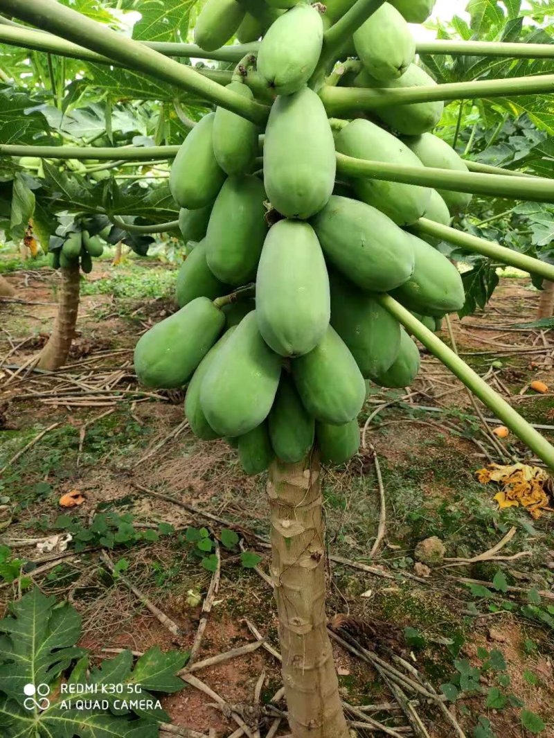 广东木瓜，冰糖红心大青，大白，中白，大量供应中，瓜园直供