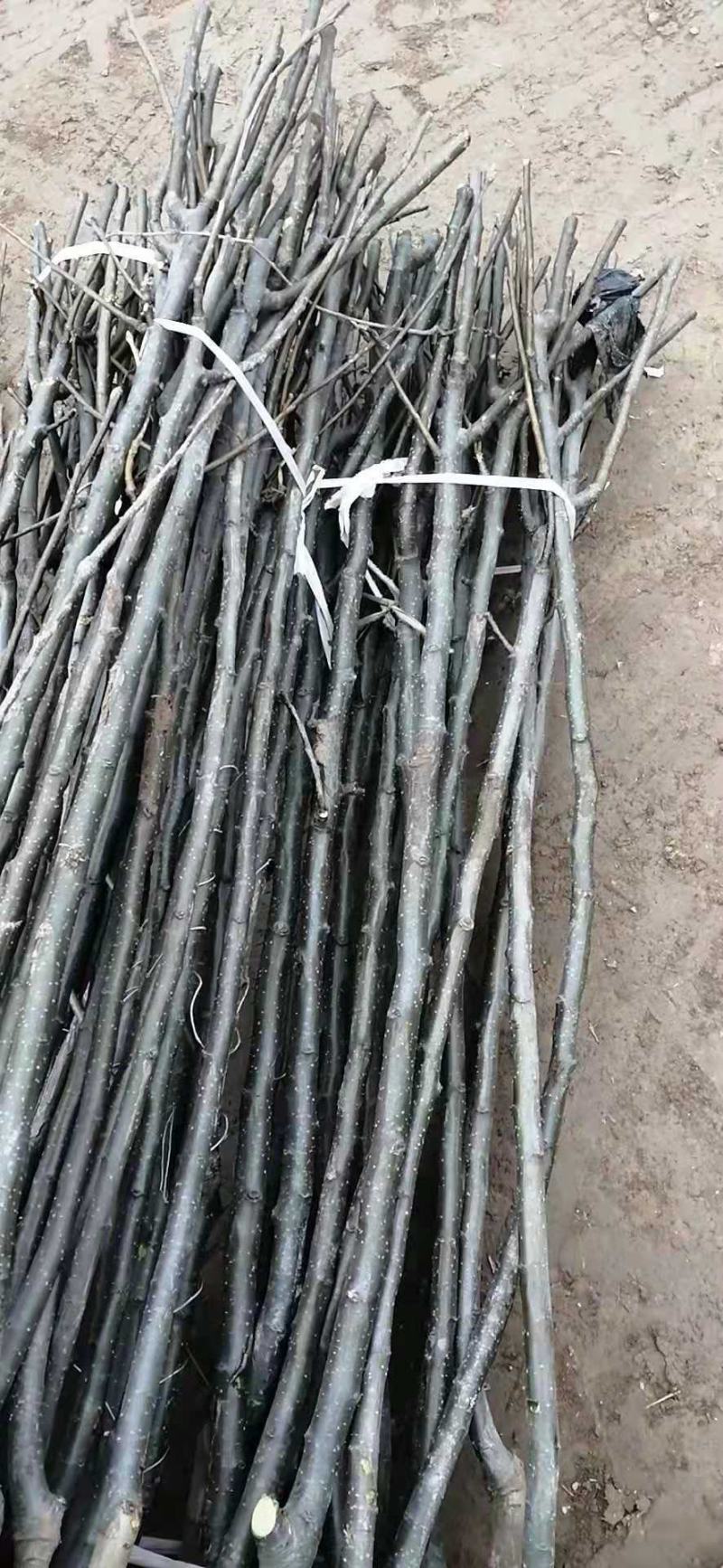 【好货源】新梨七号梨树苗，自己家苗圃，需要的可以直接下单