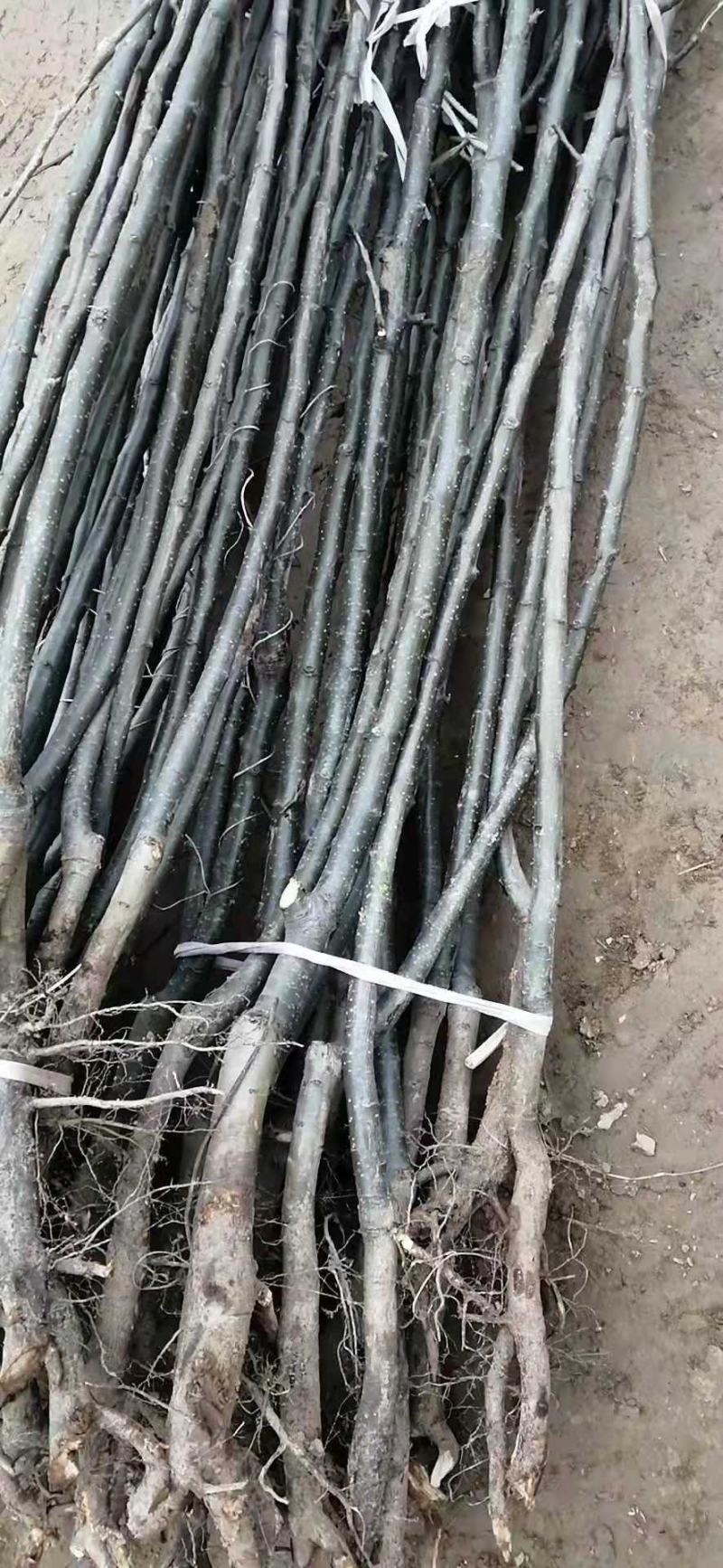 【好货源】新梨七号梨树苗，自己家苗圃，需要的可以直接下单