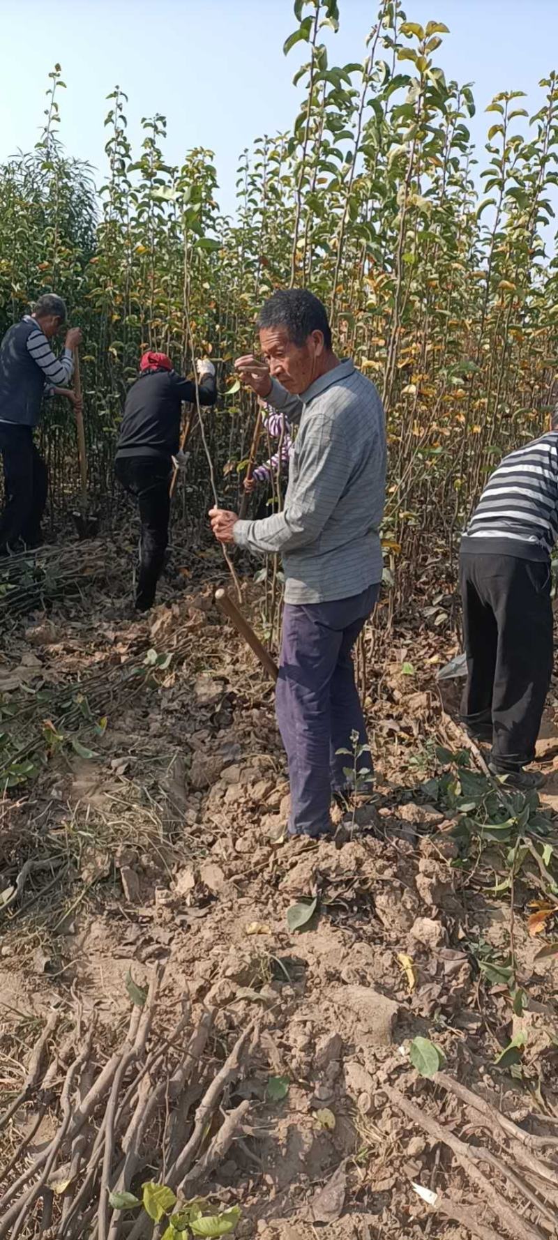 【好货源】新梨七号梨树苗，自己家苗圃，需要的可以直接下单