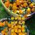【橙子】纽荷尔脐橙果园看货订购+视频看果诚信批发