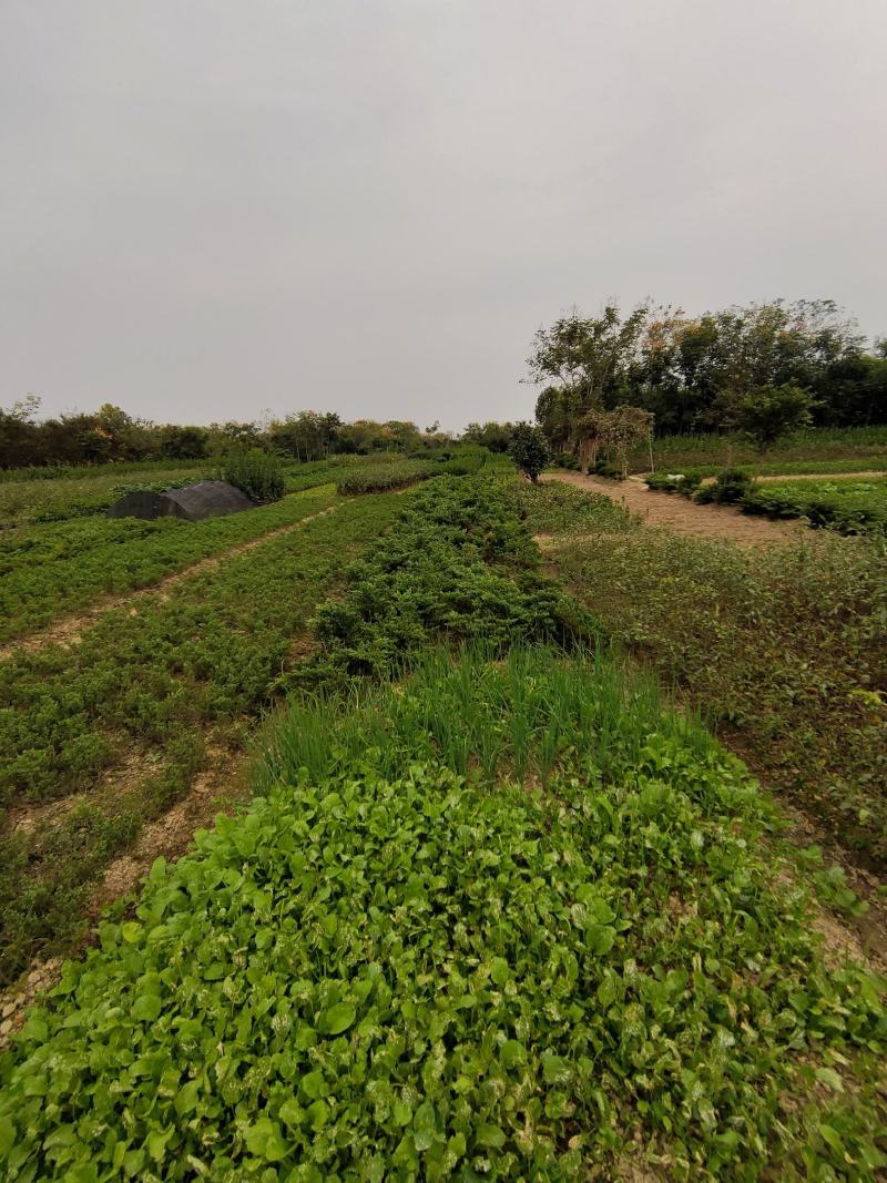 爬地柏，长年大量出售爬地柏各种规格小苗及盆景