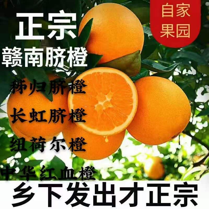 【橙子】纽荷尔脐橙果园看货订购+视频看果诚信批发