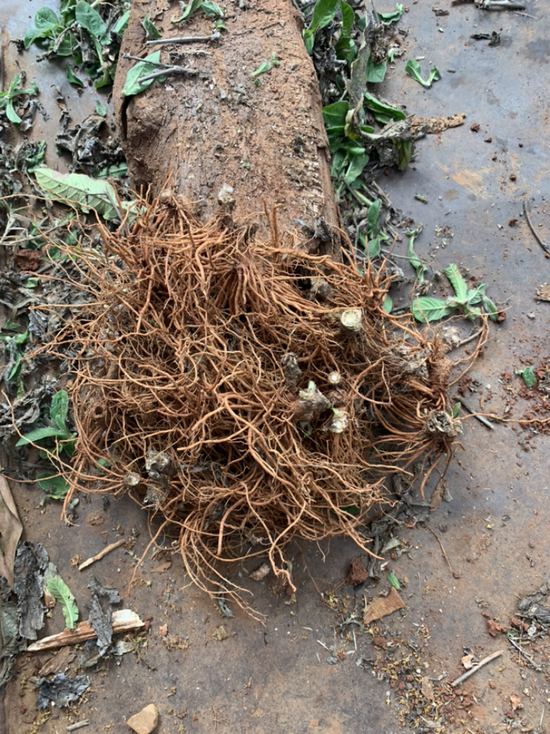生鲜野生地胆头不带叶缺货拍时先联系