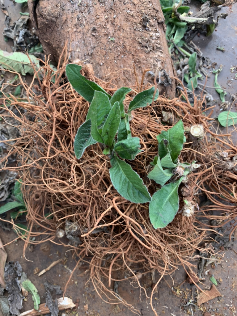 生鲜野生地胆头不带叶缺货拍时先联系