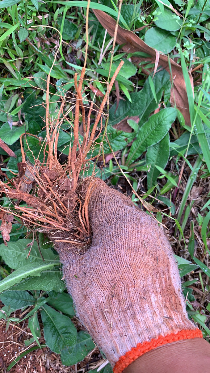 生鲜野生地胆头不带叶缺货拍时先联系