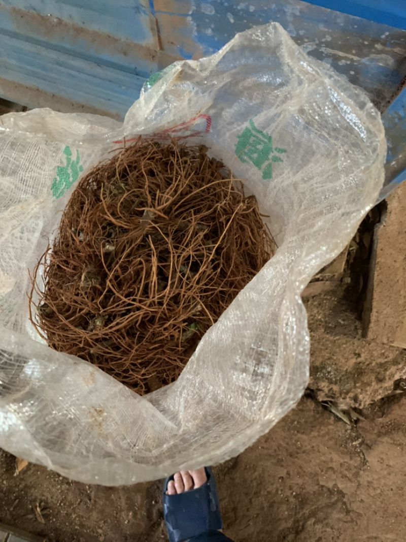 生鲜野生地胆头不带叶缺货拍时先联系