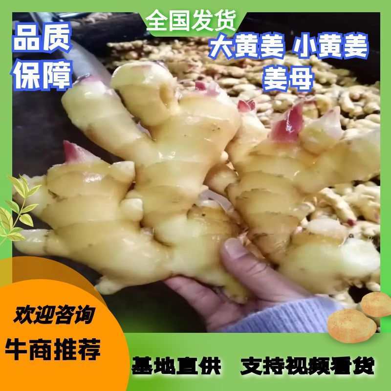 生姜，大黄姜，小黄姜，姜母，姜把，基地直销，常年供应！看