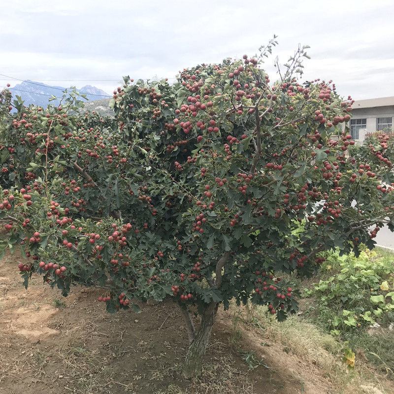 山楂树苗嫁接特大山楂苗新品种甜红子当年结果盆栽果树包邮
