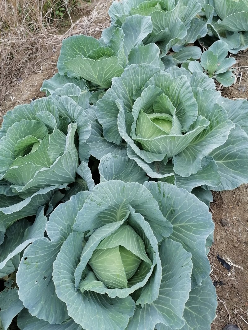 八十多亩包心甘蓝菜质优价廉，待嫁中