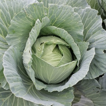 八十多亩包心甘蓝菜质优价廉，待嫁中