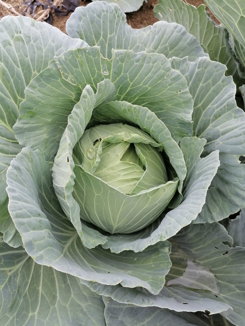 八十多亩包心甘蓝菜质优价廉，待嫁中