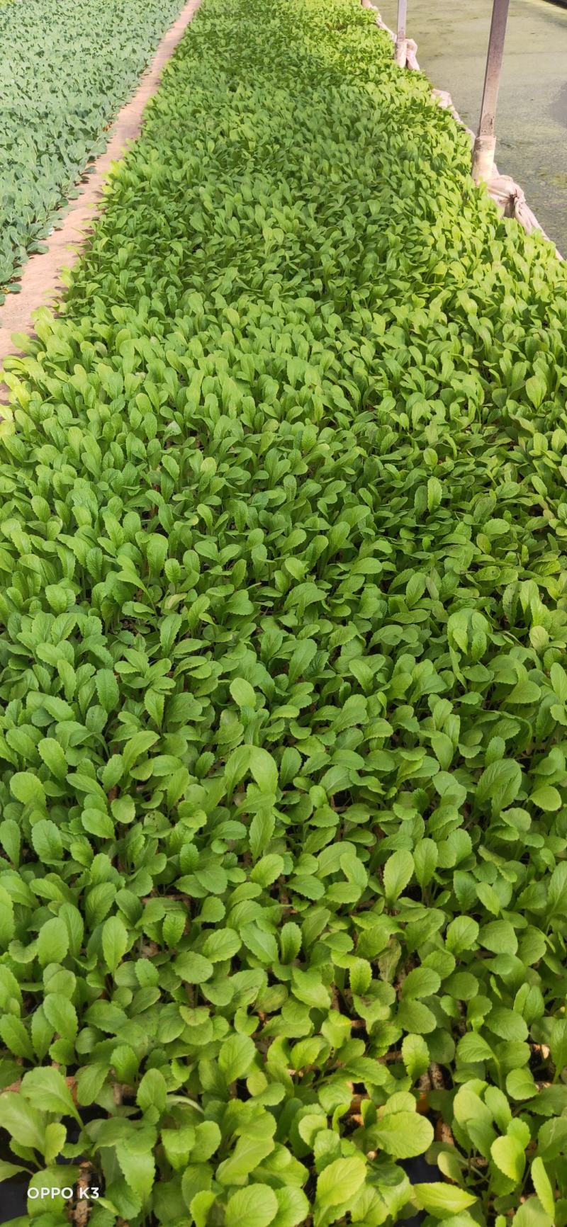 青菜苗，常年有货，老品种粉杆青菜，可制俺菜的那种
