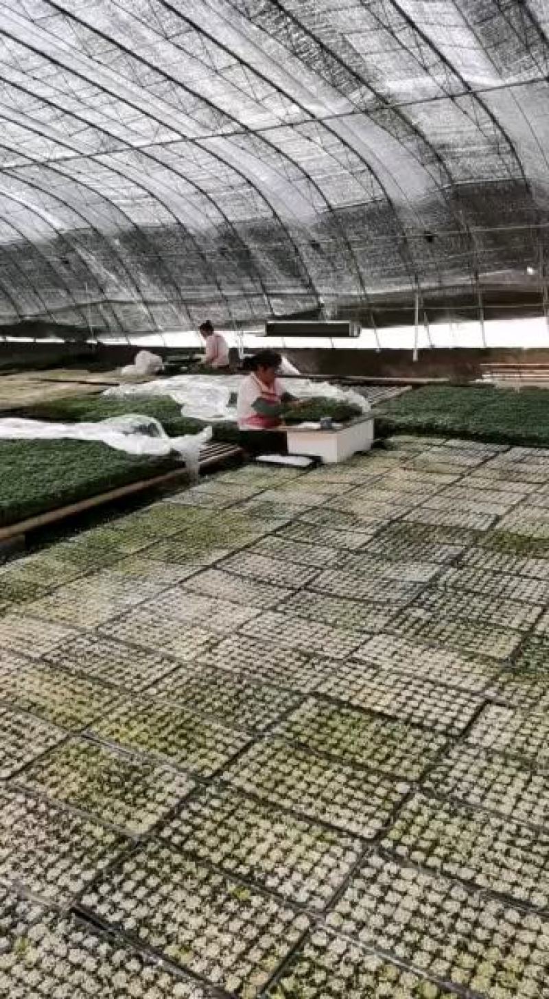 薄皮椒苗牛角椒苗甜椒苗方椒苗菜椒苗泡椒苗