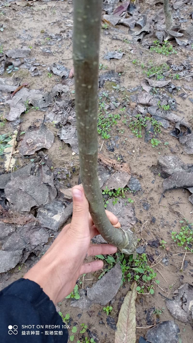 安徽山东河南红梨树苗澳红梨，君睐红梨，早酥红梨，玉露香，