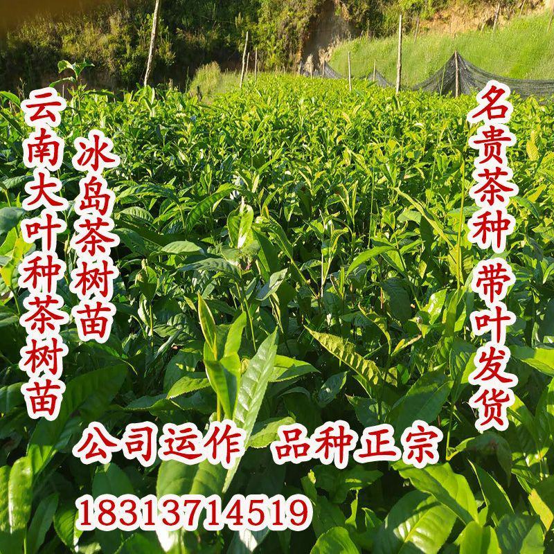 云南大叶种茶树苗冰岛茶种普洱茶树苗名贵苗木