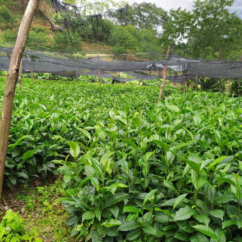 云南大叶种茶树苗冰岛茶种普洱茶树苗名贵苗木