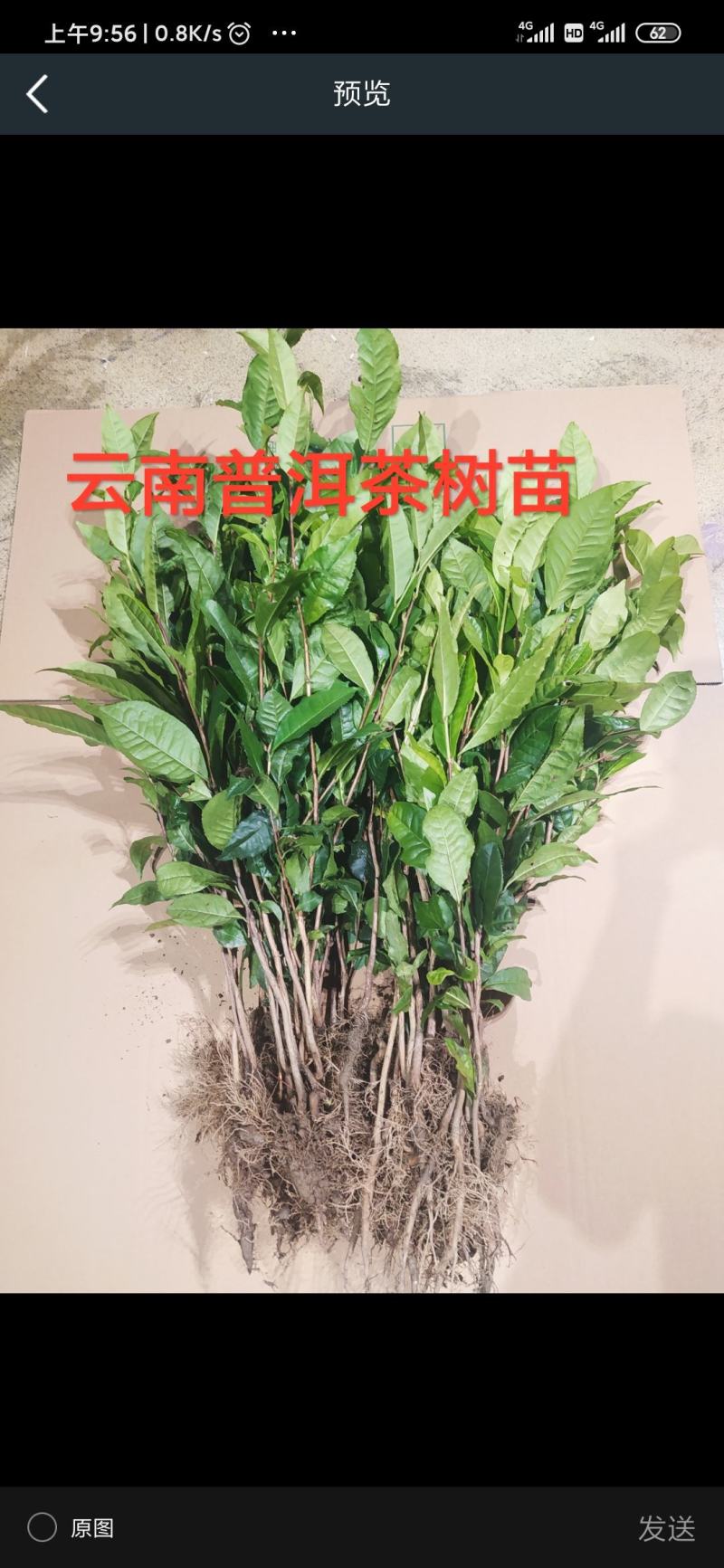 云南大叶种茶树苗冰岛茶种普洱茶树苗名贵苗木