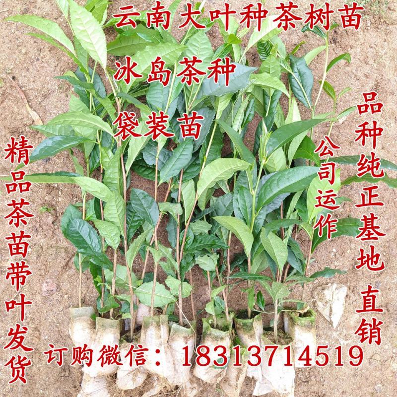 云南大叶种茶树苗冰岛茶种普洱茶树苗名贵苗木