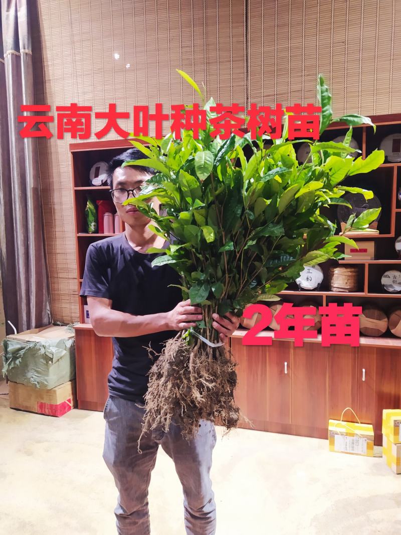 云南大叶种茶树苗冰岛茶种普洱茶树苗名贵苗木