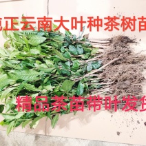 云南大叶种茶树苗冰岛茶种普洱茶树苗名贵苗木