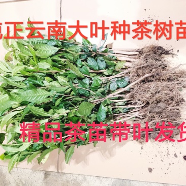 云南大叶种茶树苗冰岛茶种普洱茶树苗名贵苗木