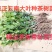 云南大叶种茶树苗冰岛茶种普洱茶树苗名贵苗木