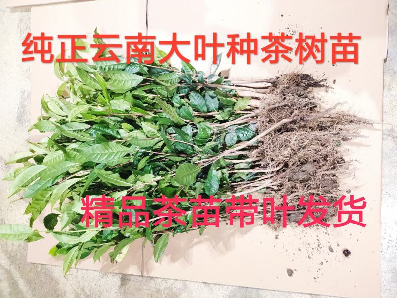 云南大叶种茶树苗冰岛茶种普洱茶树苗名贵苗木