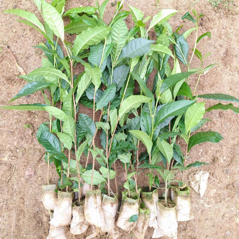 云南大叶种茶树苗冰岛茶种普洱茶树苗名贵苗木