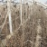 矮化樱桃苗种植基地车厘子樱桃树苗现货供应